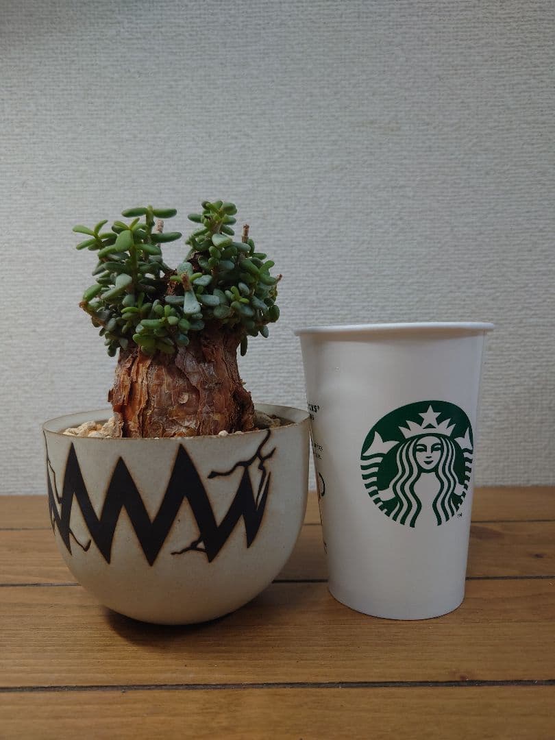 ケラリアピグマエア ベアルート株 VALIEM 鉢