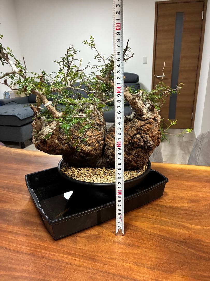 【1／5限定値下げ】オペルクリカリア パキプス　発根済み　2頭スペシャル株