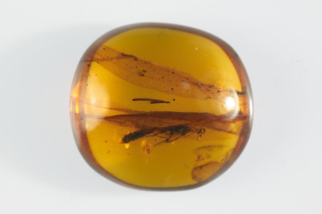 ZB108虫入り琥珀化石 ミャンマー カムティかタナイ産 9900万年前