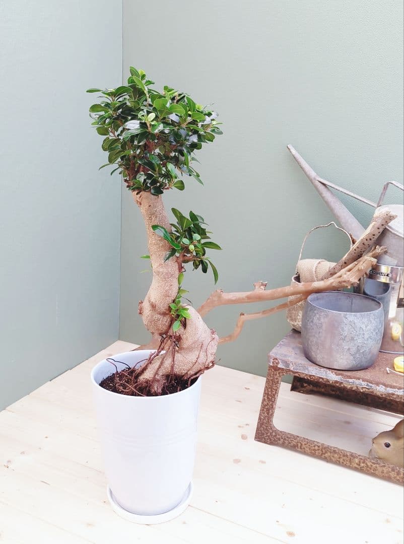 太幹 どっしり曲がりガジュマル ８号 (現品) 縁起物 根上り