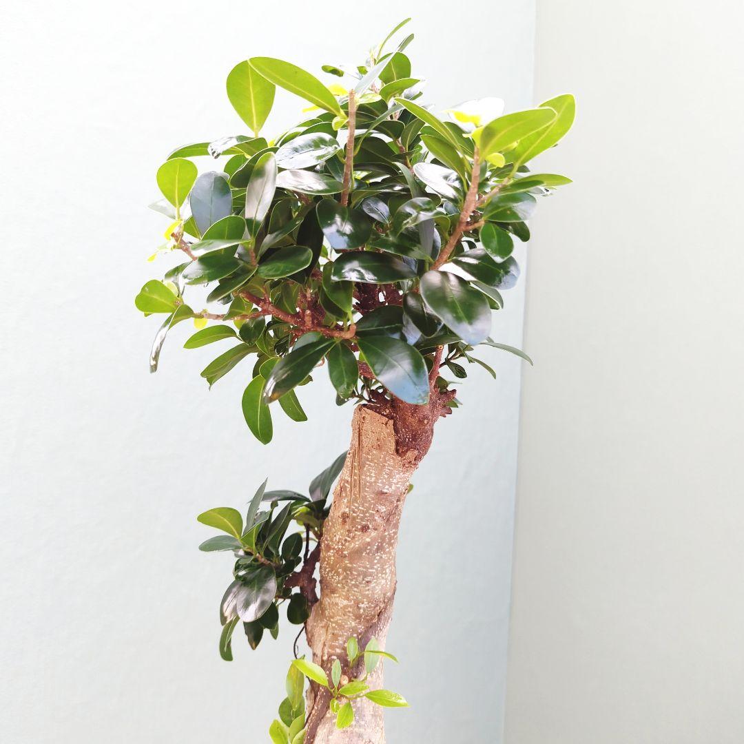 太幹 どっしり曲がりガジュマル ８号 (現品) 縁起物 根上り