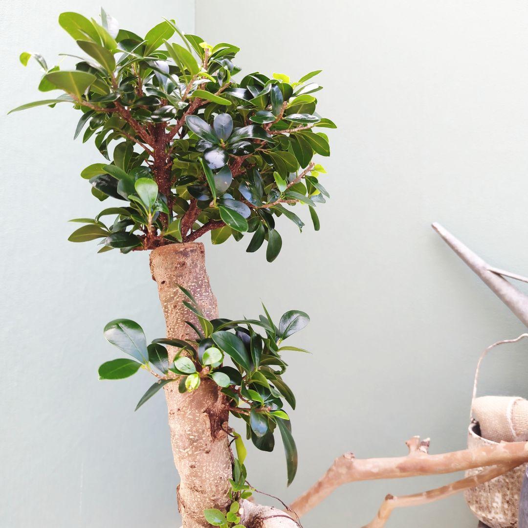 太幹 どっしり曲がりガジュマル ８号 (現品) 縁起物 根上り