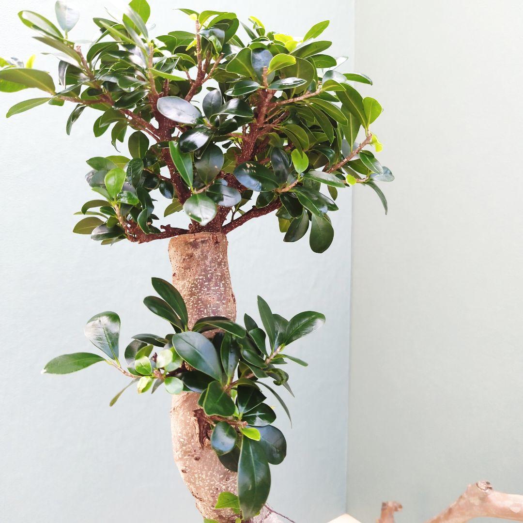 太幹 どっしり曲がりガジュマル ８号 (現品) 縁起物 根上り