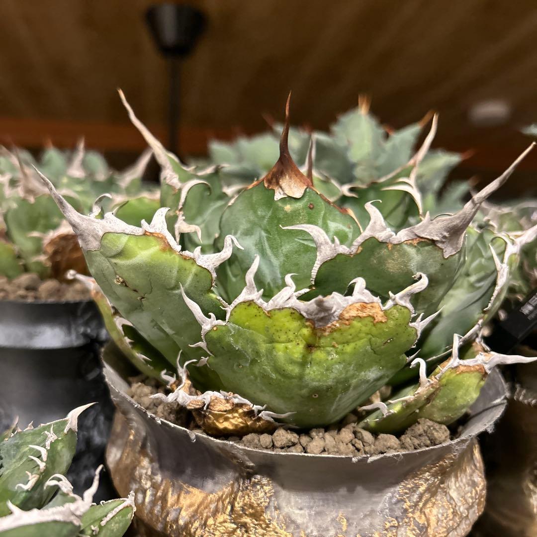 台湾白鯨［大株］作家鉢付き　コレクション株　激長トップスパイン