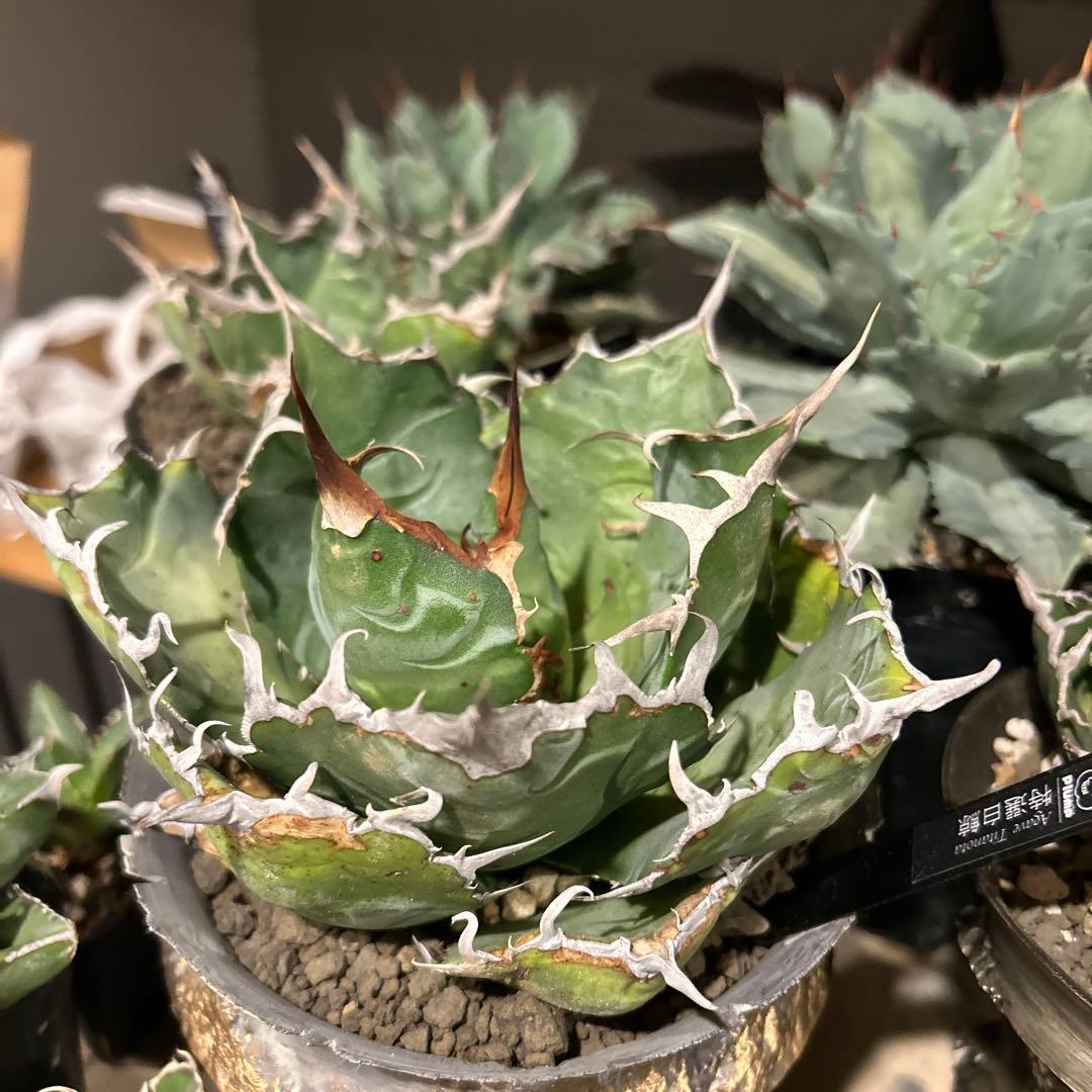 台湾白鯨［大株］作家鉢付き　コレクション株　激長トップスパイン