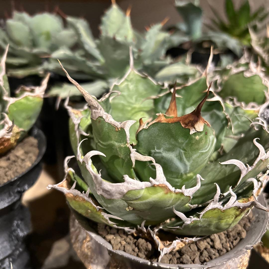 台湾白鯨［大株］作家鉢付き　コレクション株　激長トップスパイン