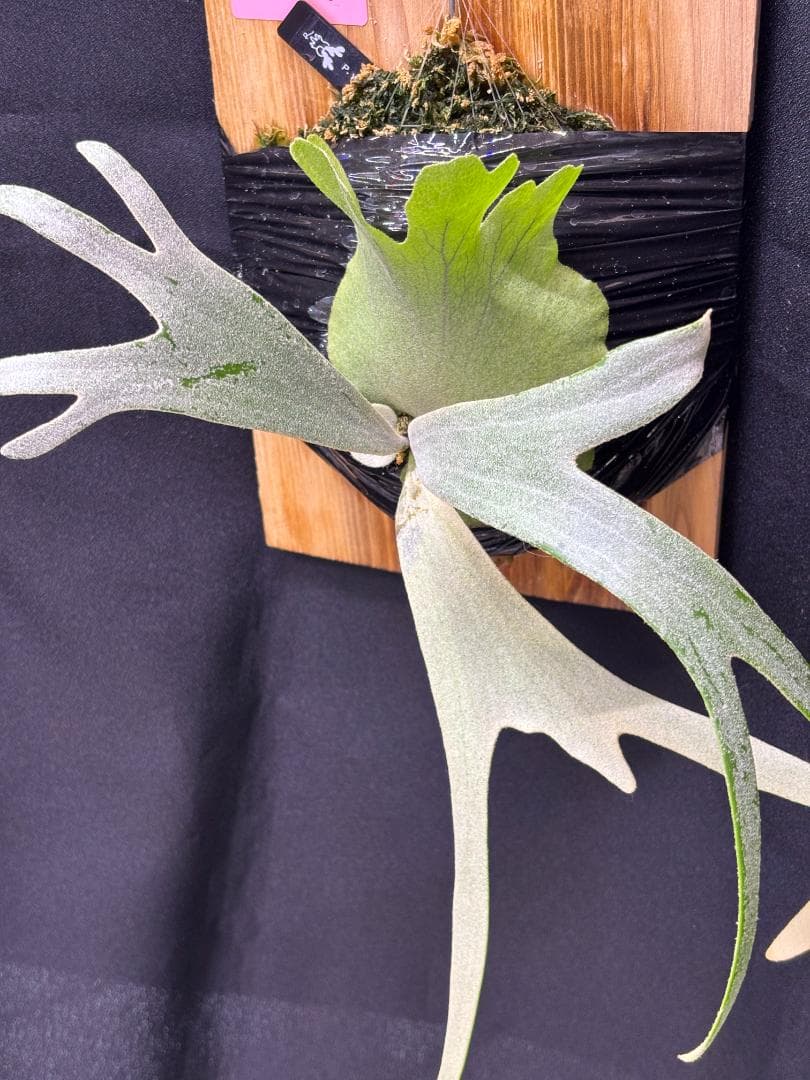 P. willinckii Bogie 波奇 子株 板付け OC ビカクシダ