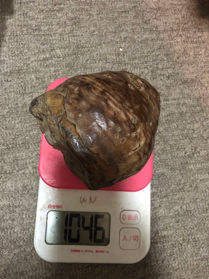 隕石 ？化石？ 木箱あり