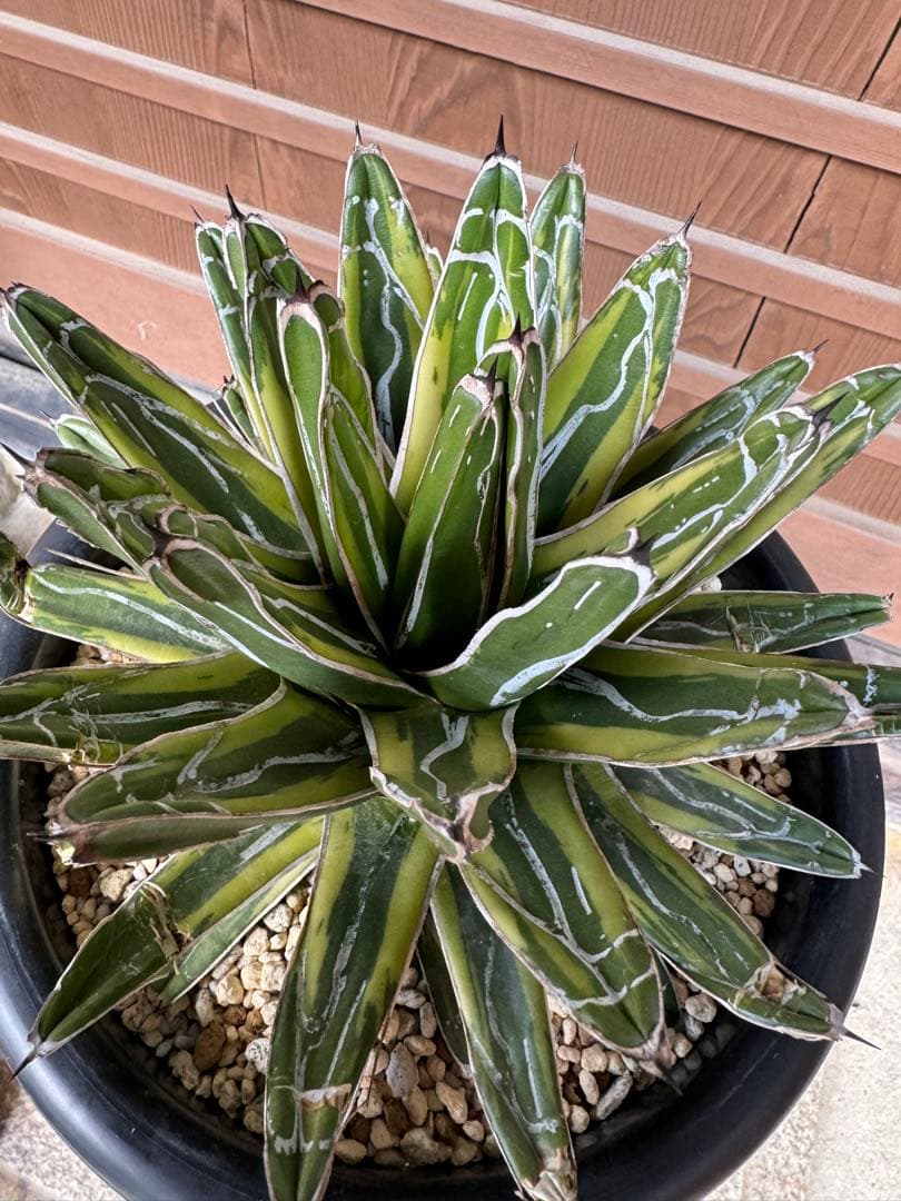 アガベ Agave victoriae-reginae variegata 176