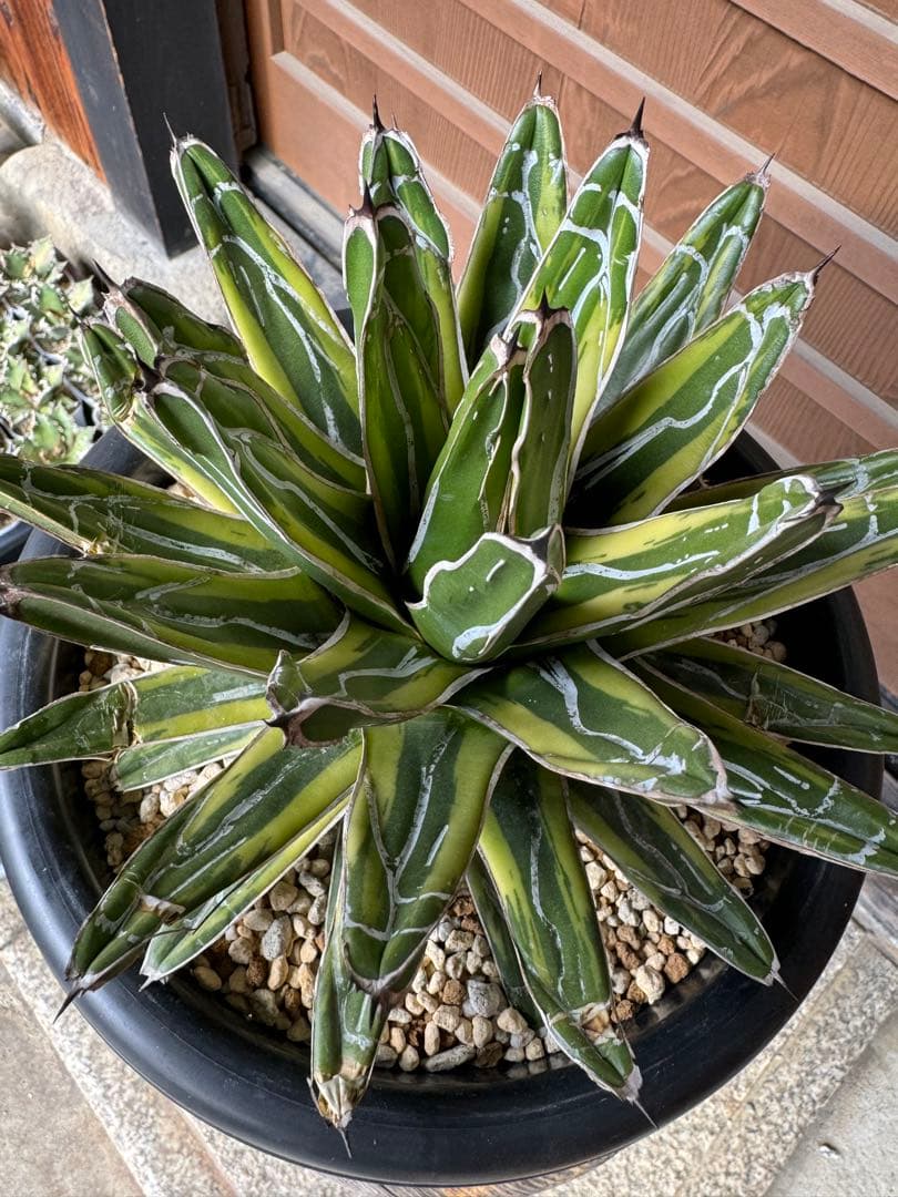 アガベ Agave victoriae-reginae variegata 176
