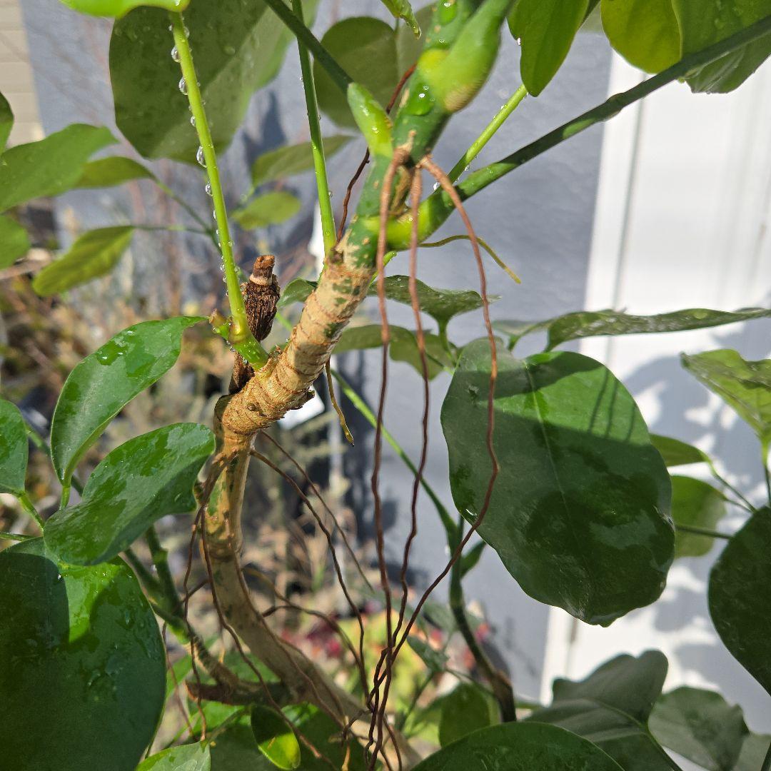 ④ シェフレラ マルコ曲がり仕立て 8号 特大苗木最高等級極上品‼️