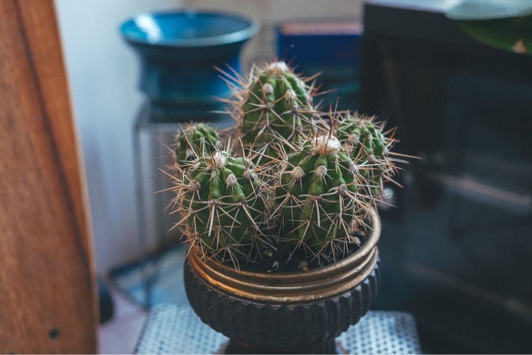 みほ⭐️未使用品はお値引き不可⭐️ モンステラデリシオーサ の検討