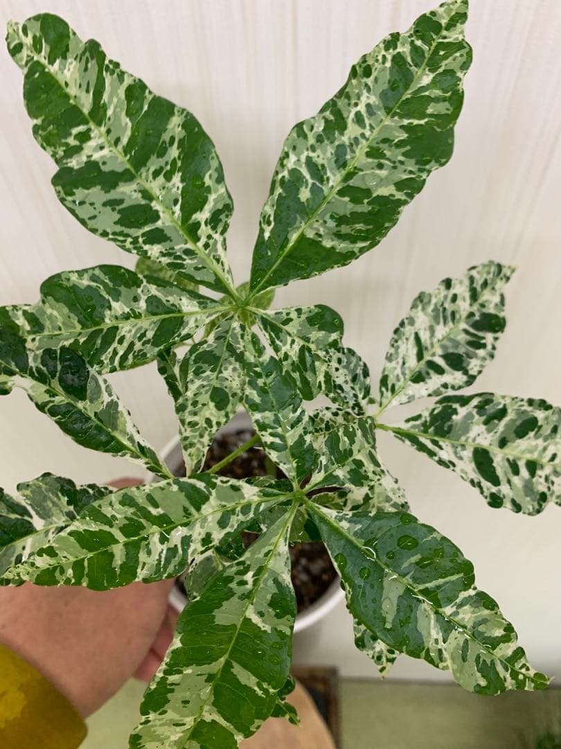 球形サボテン 緑色と白色のトゲ