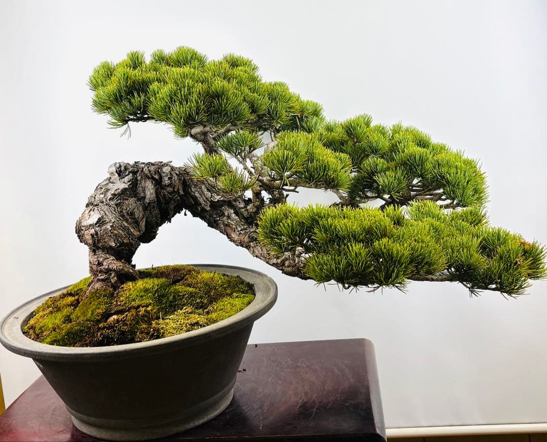 [大阪] 五葉松 盆栽