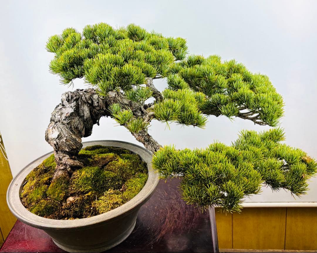 [大阪] 五葉松 盆栽