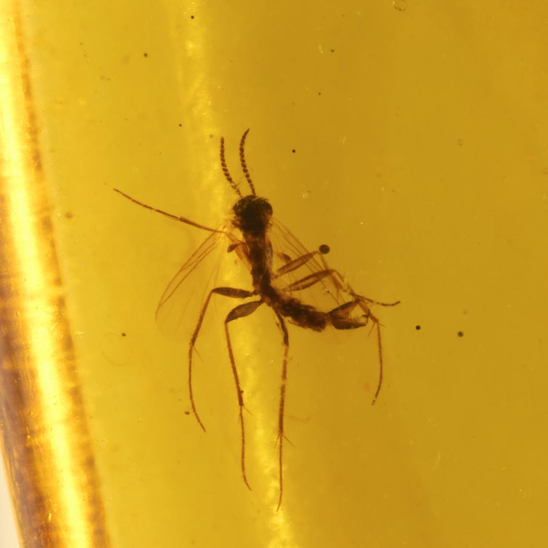 ZB329虫入り琥珀化石 ミャンマー カムティかタナイ産 9900万年前