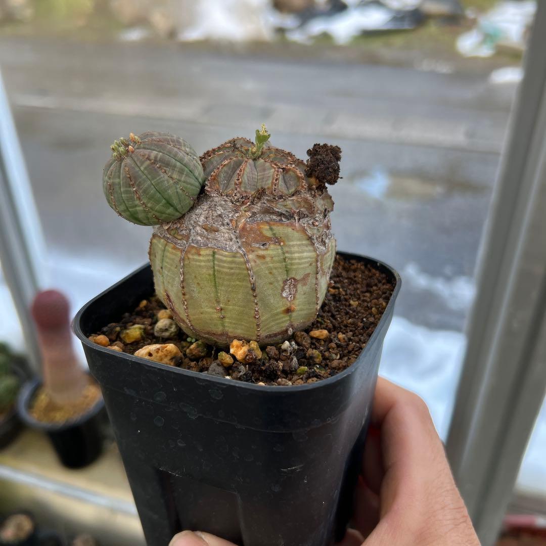 エボリスピナ 現地株 発根済個体3鉢セット