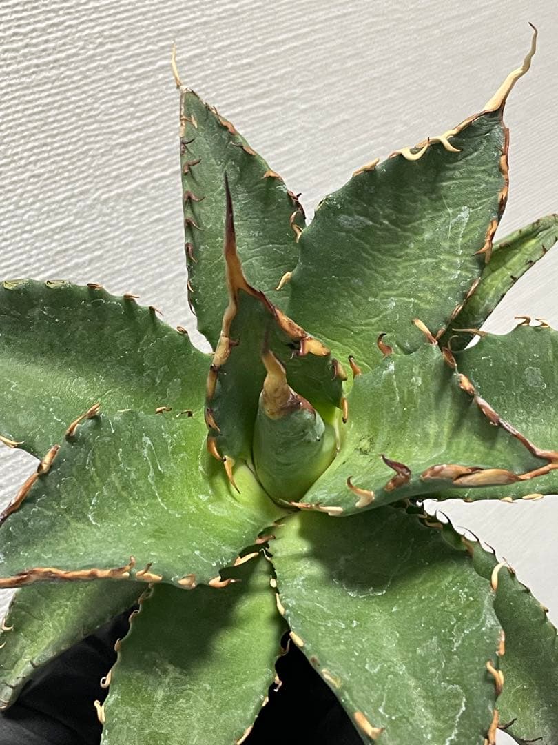 バ*ク様 ジェレミー産 Hidden Agave アガベ エボリスピナ×BB ハ