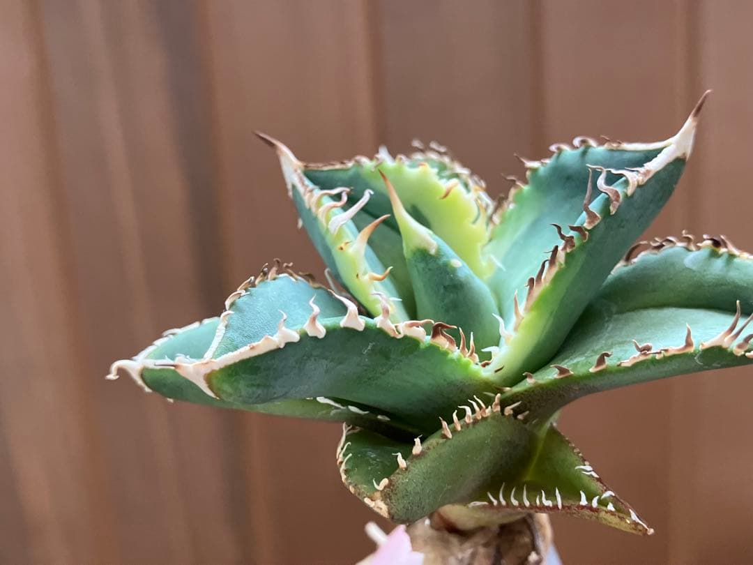 赤*バ様 【初売りオークション】107 根付き　美株　アガベ　白豪刺錦　TC 覆