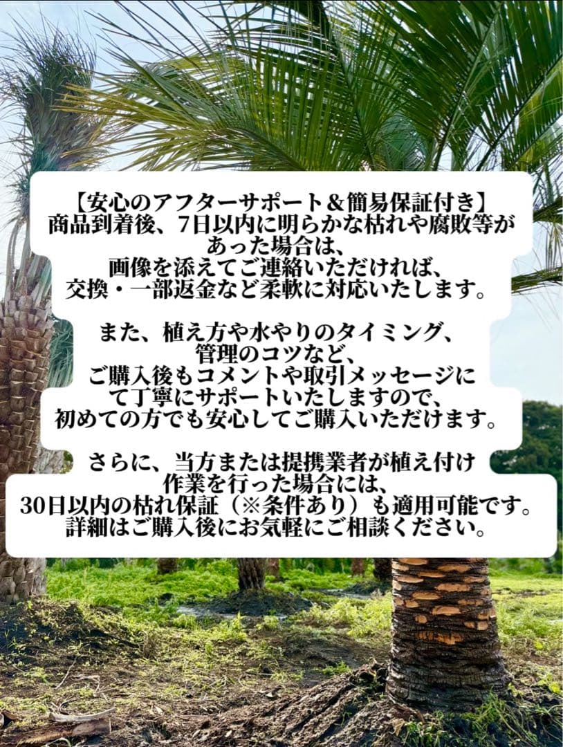 ココスヤシシルバーリーフ【極太】葉先 180cm幹回り105cm 幹高40cm