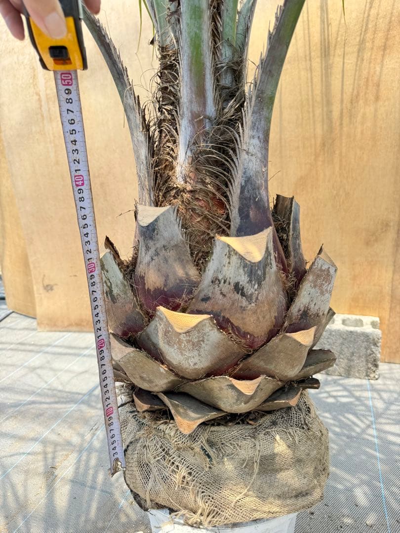 ココスヤシシルバーリーフ【極太】葉先 180cm幹回り105cm 幹高40cm