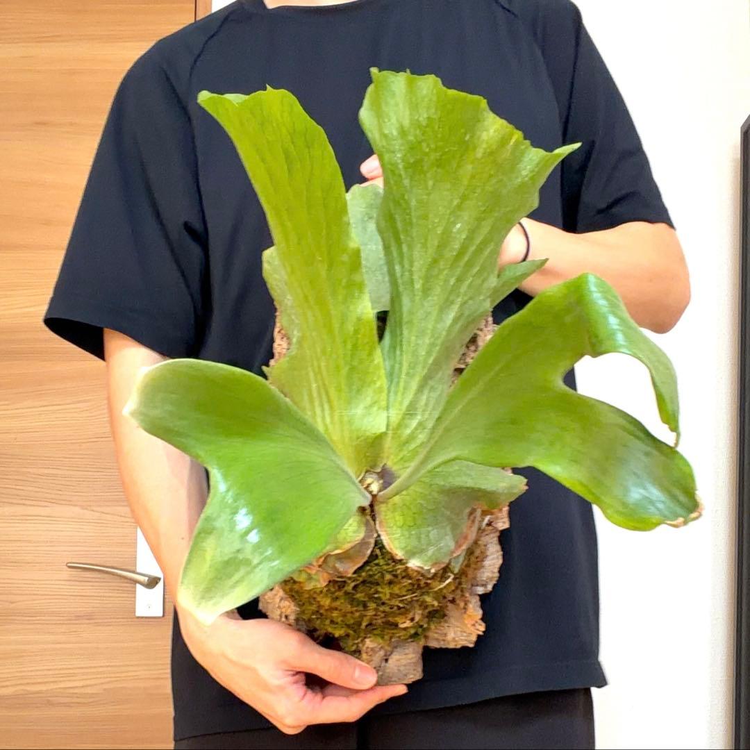 ビカクシダ　ステマリア　コルク付け　大サイズ5