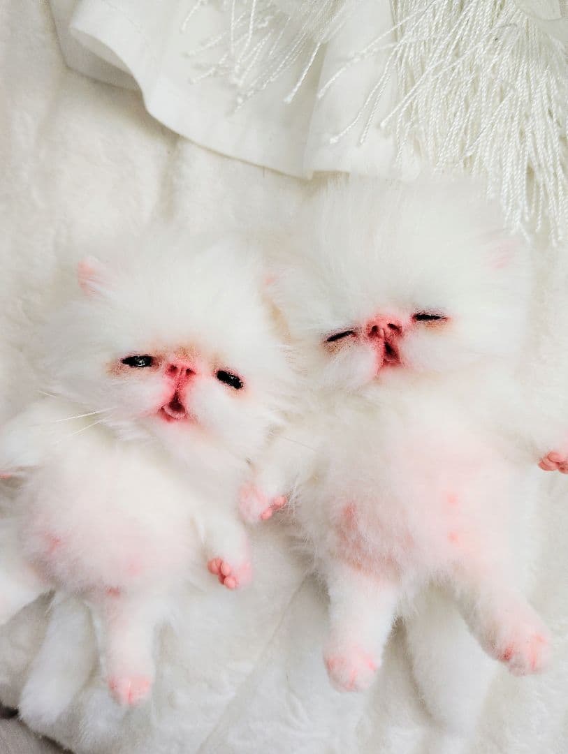 ach様❤オーダー♡生後15日お腹ぽっこり子猫ちゃん♡アートドール♡ぬいぐるみ♡