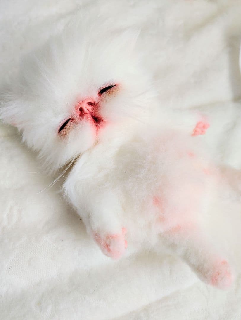 ach様❤オーダー♡生後15日お腹ぽっこり子猫ちゃん♡アートドール♡ぬいぐるみ♡