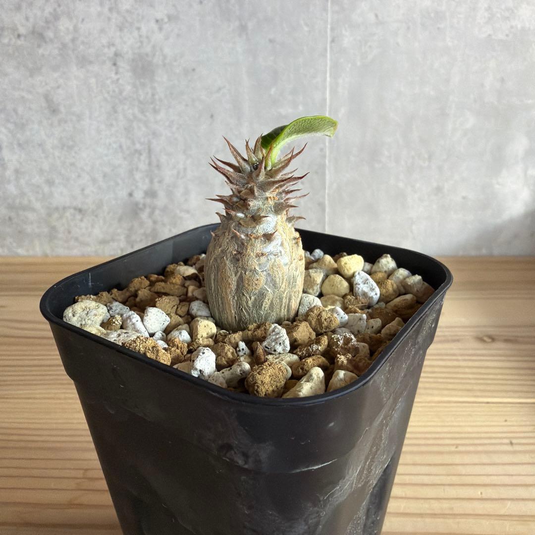 うめめ　3点パキポディウムウィンゾリー 国内実生株