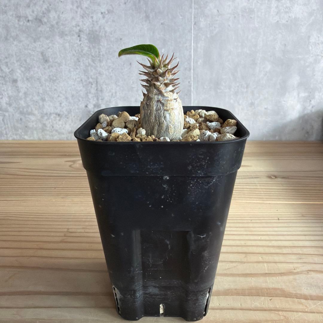 うめめ　3点パキポディウムウィンゾリー 国内実生株