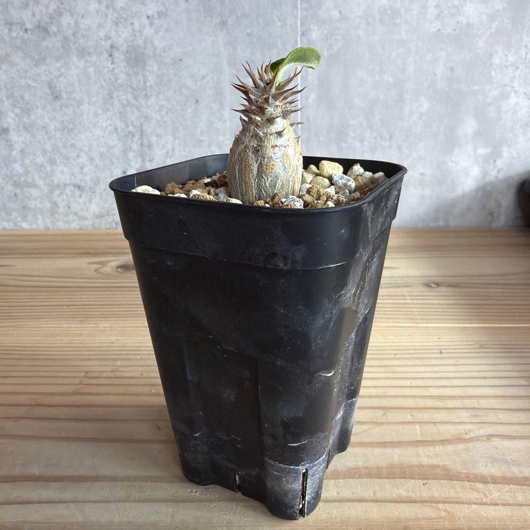 うめめ　3点パキポディウムウィンゾリー 国内実生株