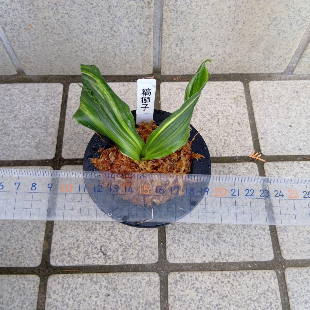 万年青 おもと 縞獅子 - メルカリ