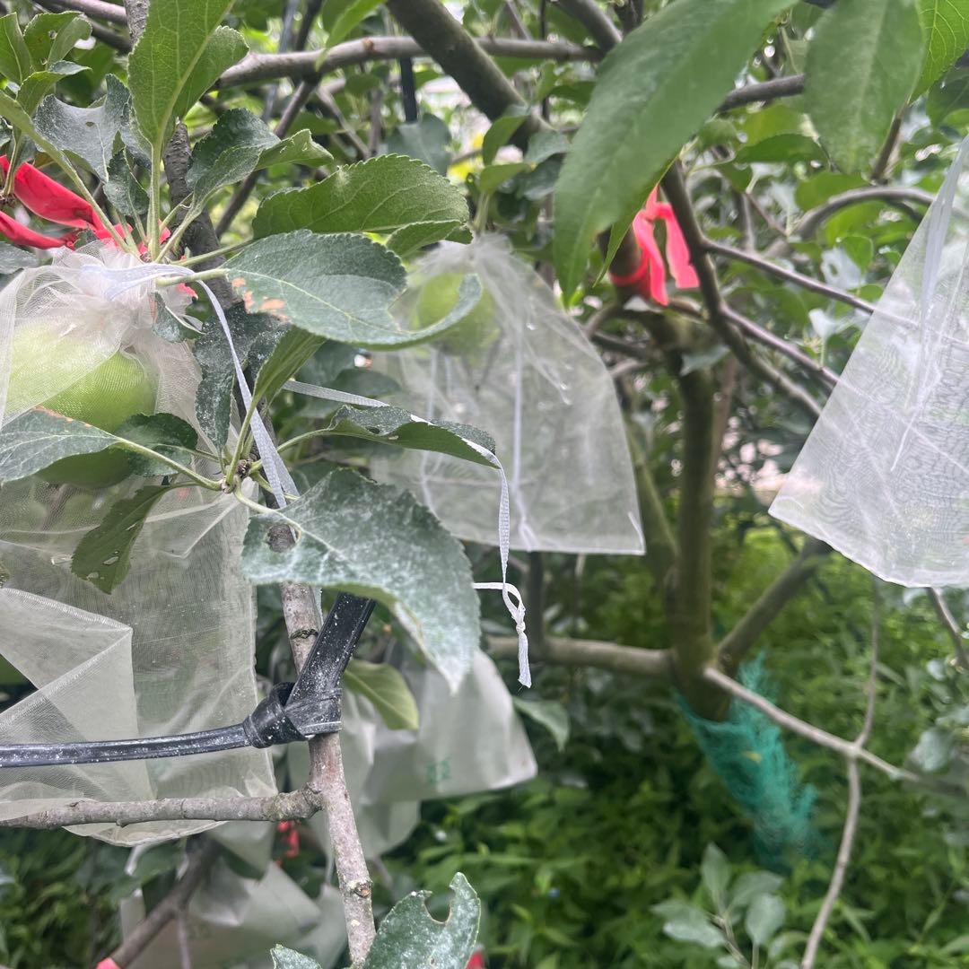 津軽　りんご　成木　有機栽培