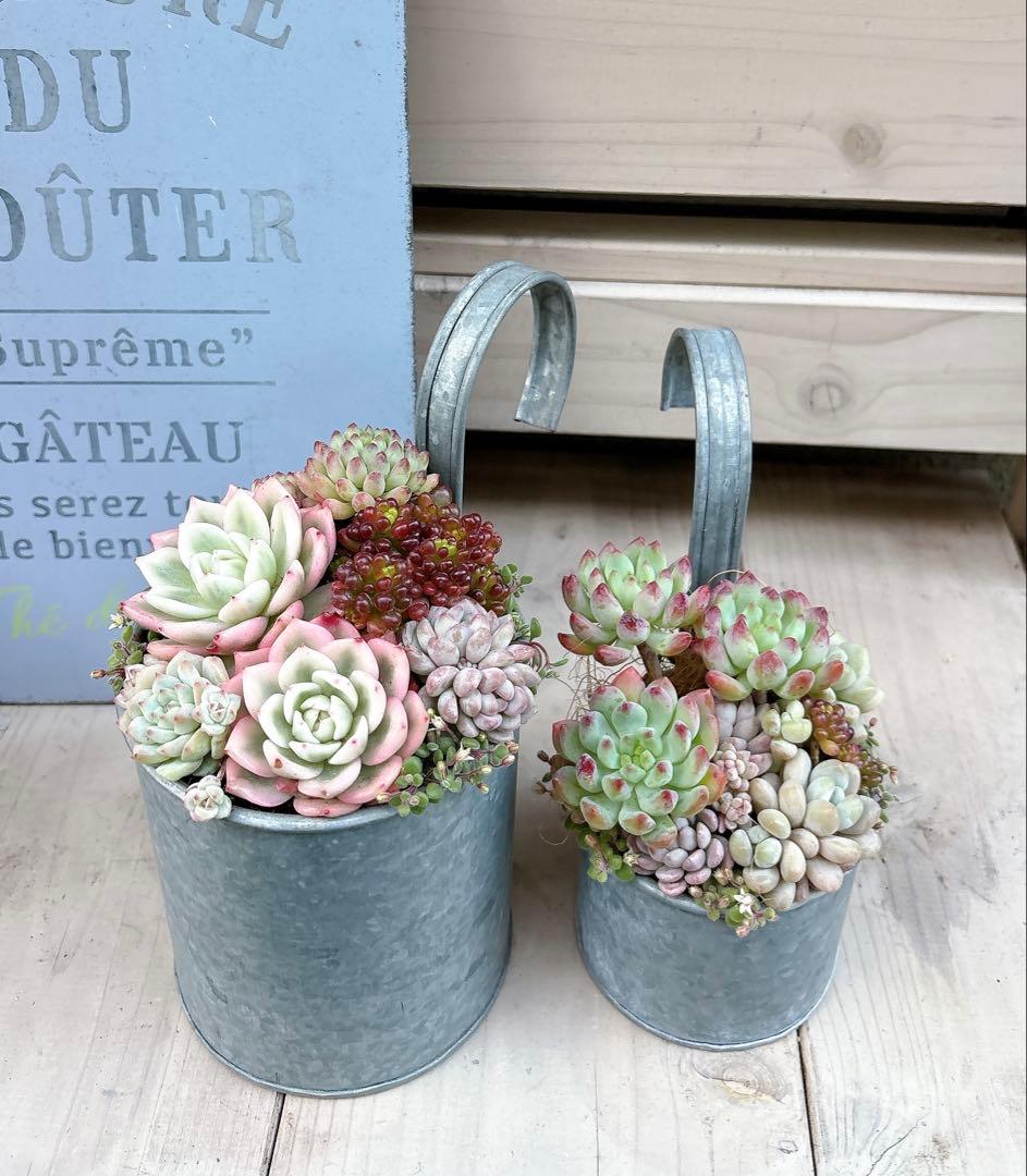 専用ページ　　多肉植物　寄せ植え　ブリキハンギング2 ·͜· ꕤ︎︎