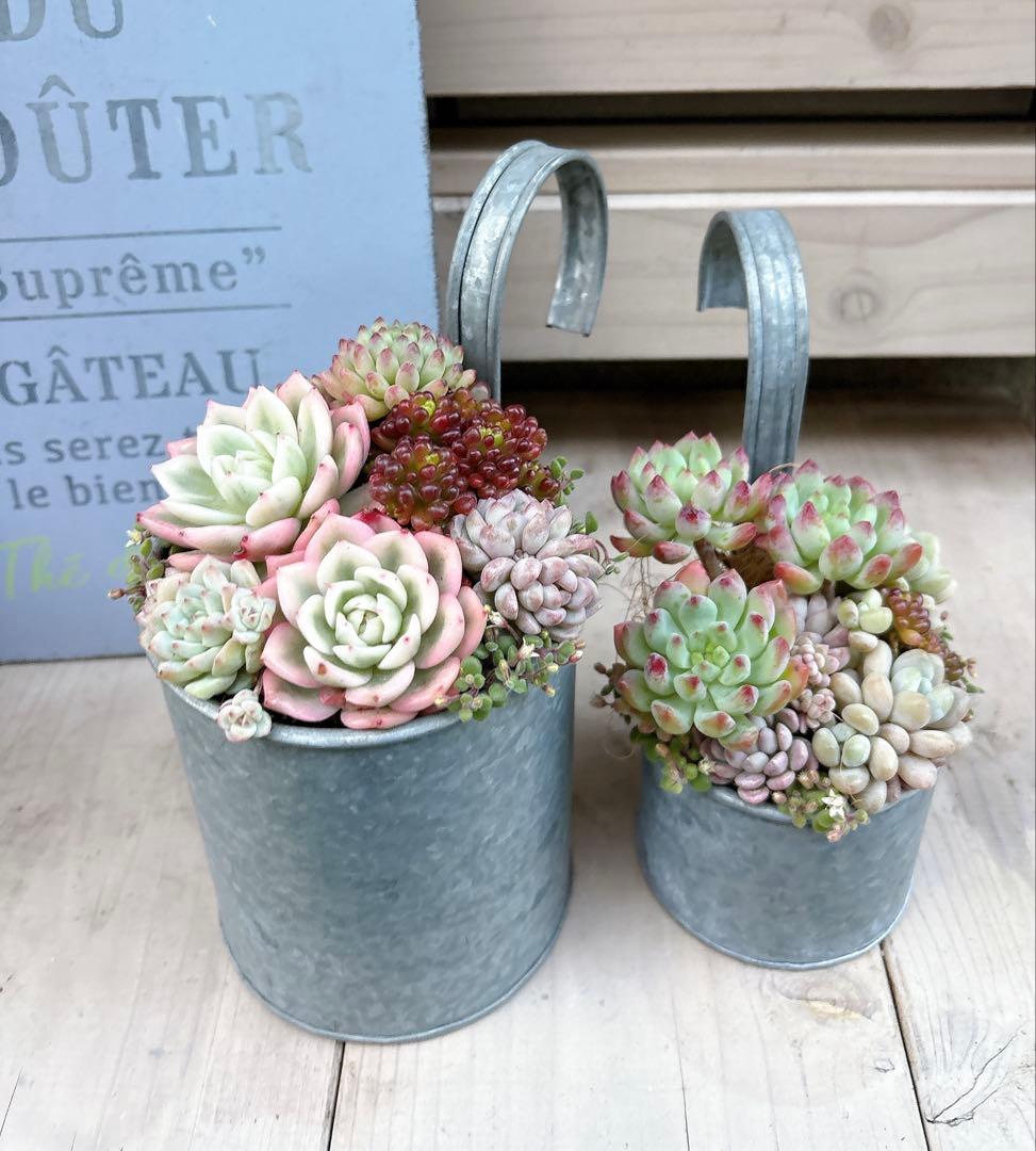 専用ページ　　多肉植物　寄せ植え　ブリキハンギング2 ·͜· ꕤ︎︎