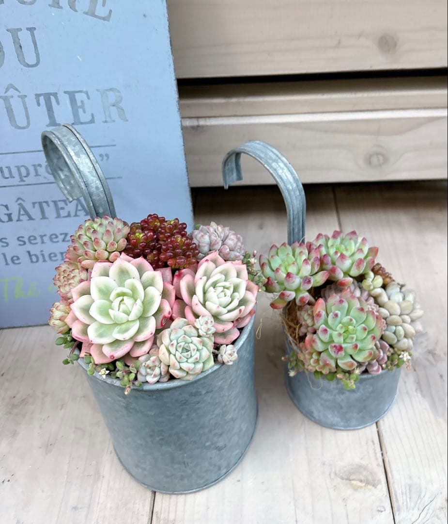 専用ページ　　多肉植物　寄せ植え　ブリキハンギング2 ·͜· ꕤ︎︎