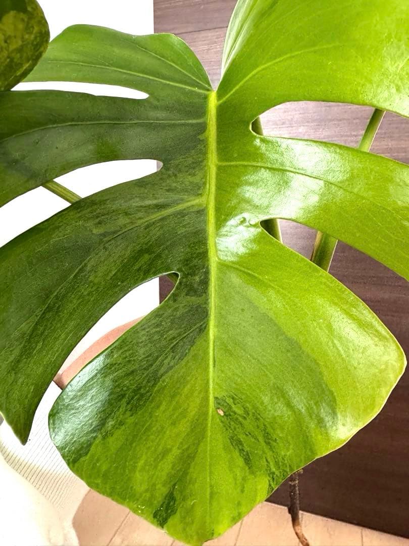 【超希少】モンステラ デリシオーサ イエローマリリン 4葉付き大株　発根済み