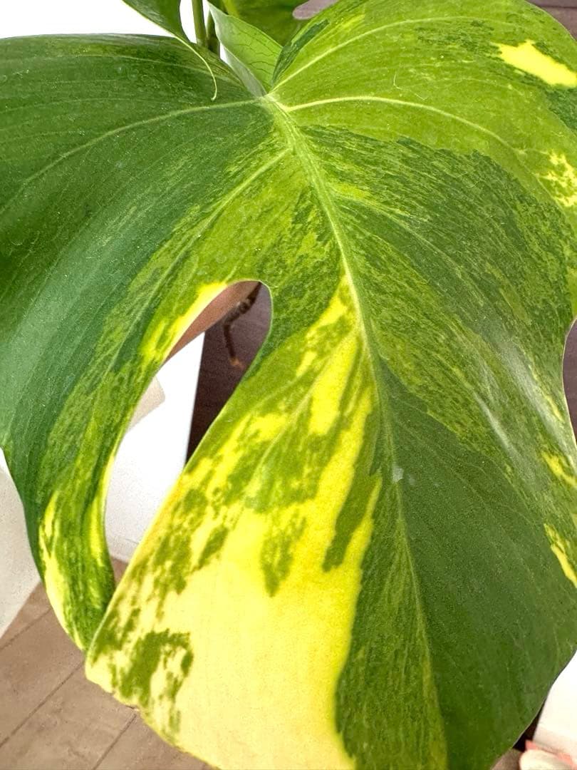 【超希少】モンステラ デリシオーサ イエローマリリン 4葉付き大株　発根済み