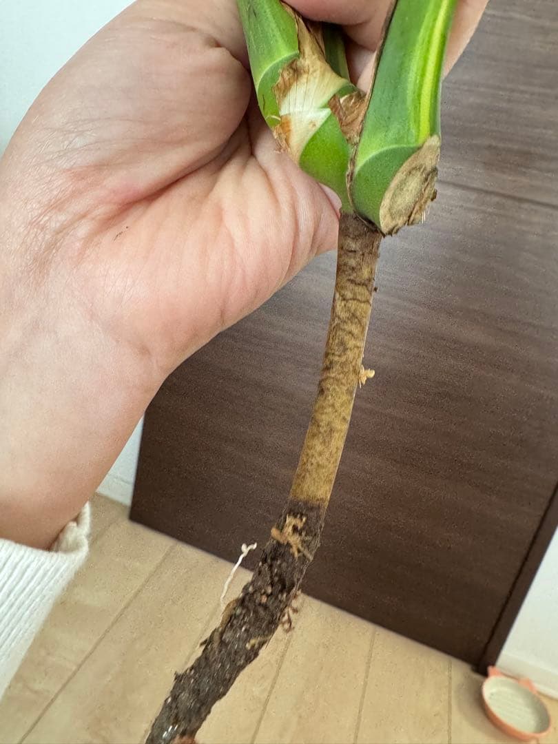 【超希少】モンステラ デリシオーサ イエローマリリン 4葉付き大株　発根済み