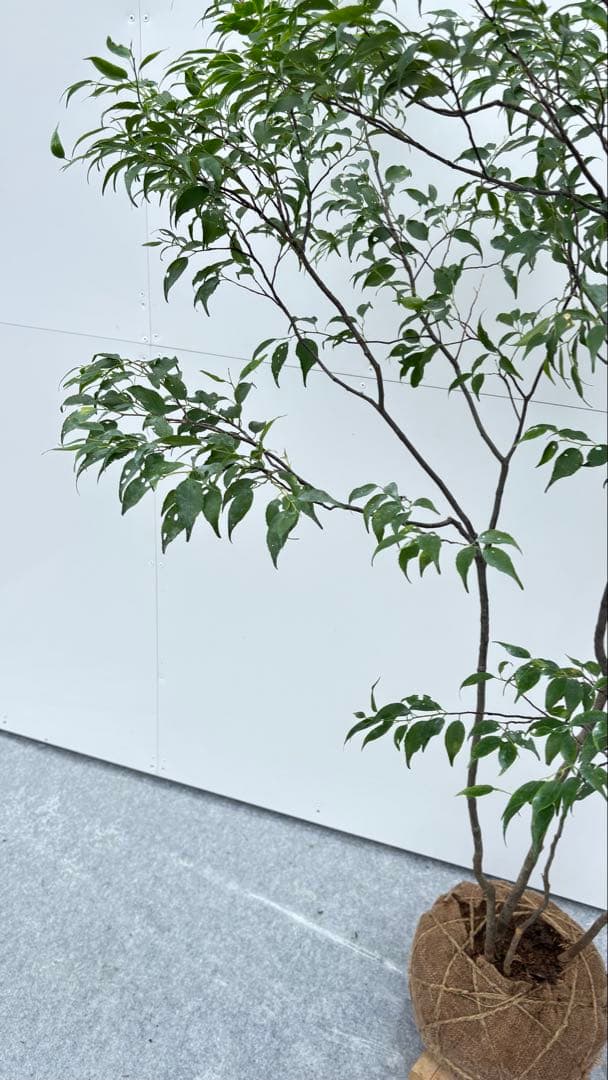 美しい樹形が魅力的 山採り ハイノキ 株立 644 樹高1.5m位 高級樹