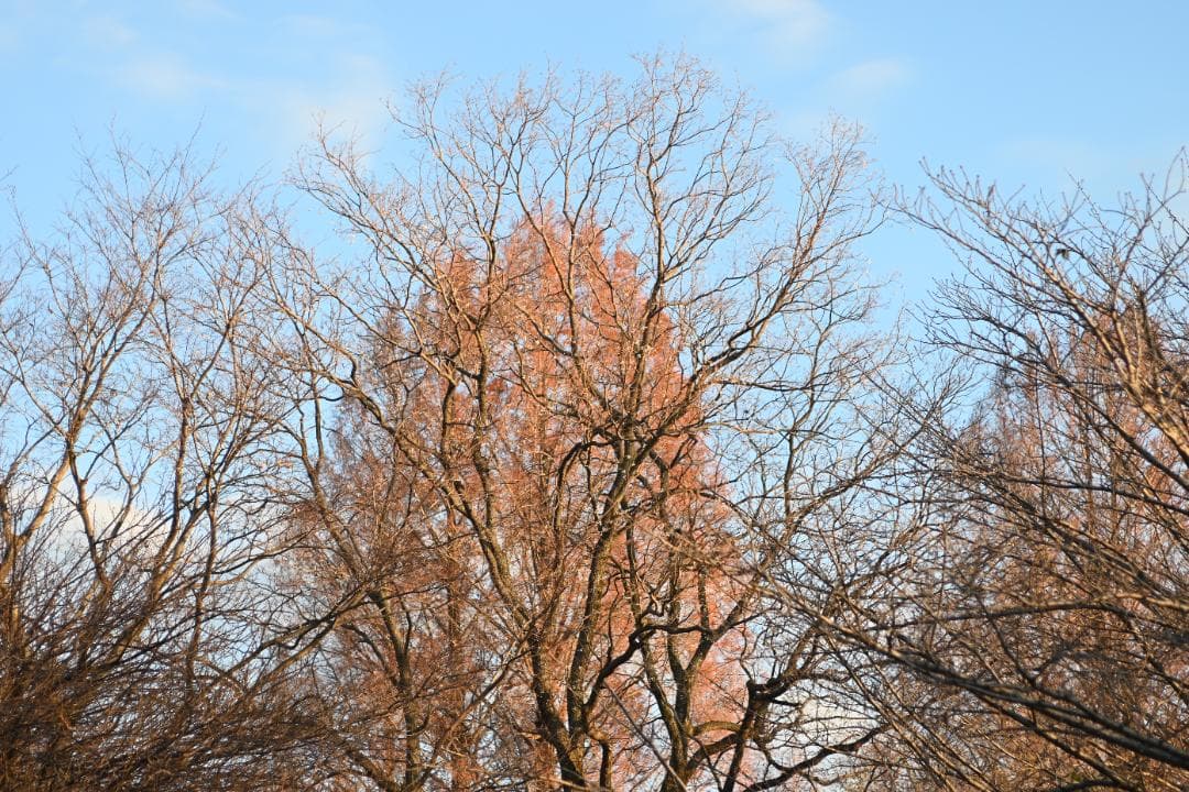 ピントリング 改造 AFニッコール 35-70mm F2.8