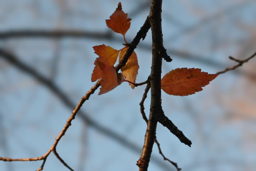 ピントリング 改造 AFニッコール 35-70mm F2.8