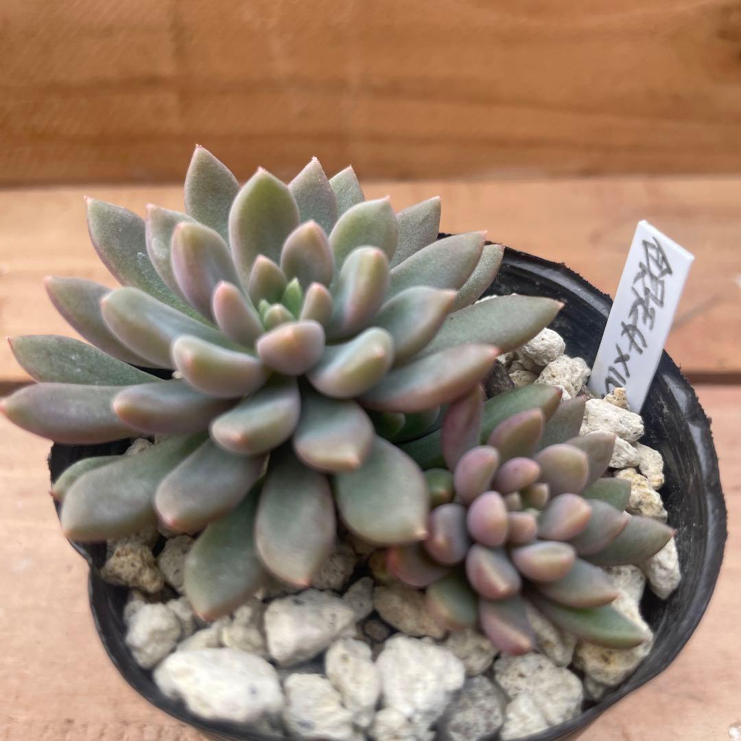 多肉植物 銀天女×ルンデリー【抜き苗】 - メルカリ