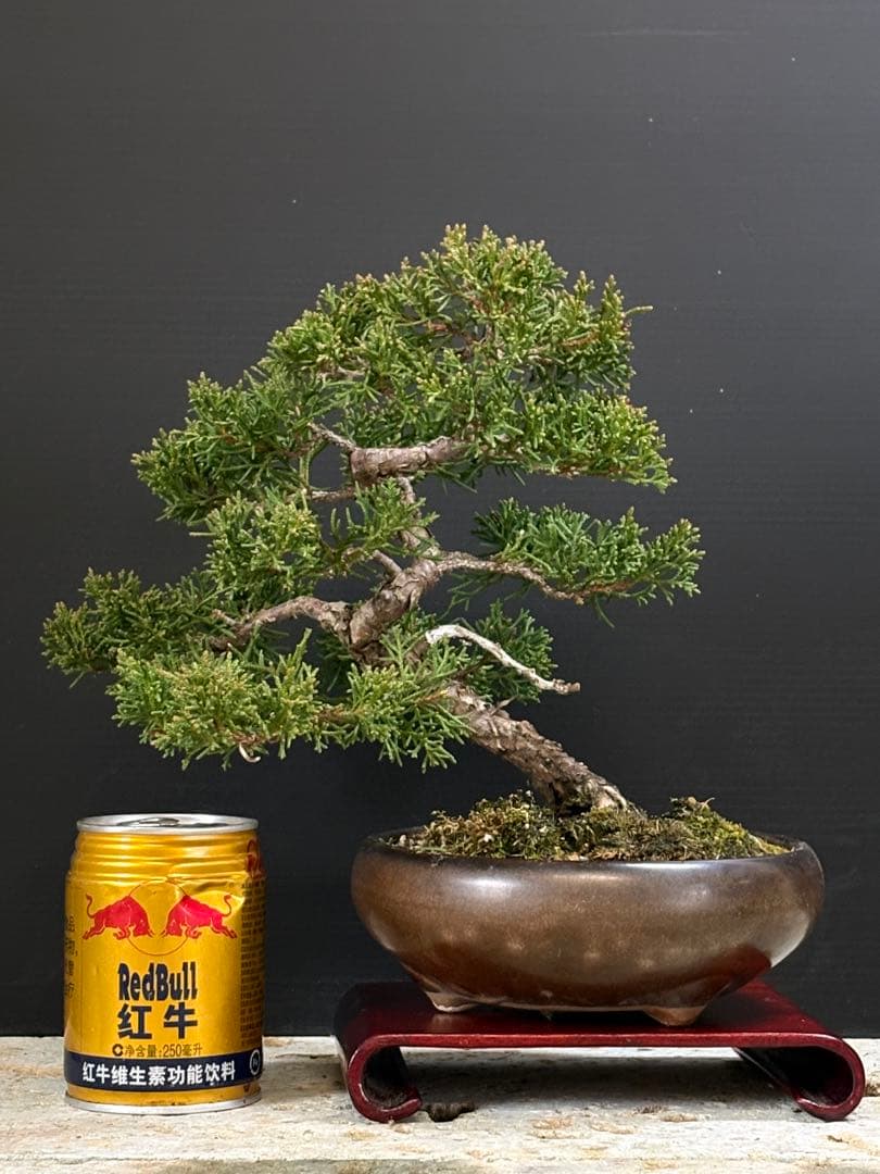 ブ*グ様 [サービスオークション盆栽]真柏/小品三鉢