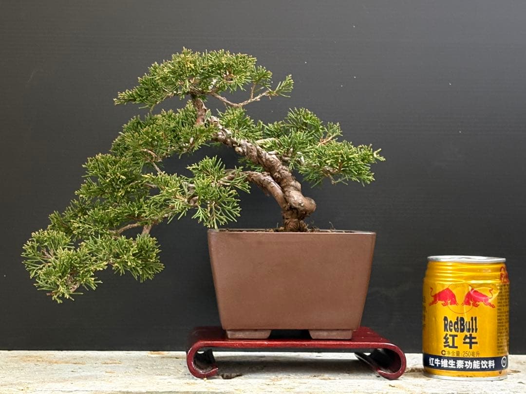 ブ*グ様 [サービスオークション盆栽]真柏/小品三鉢