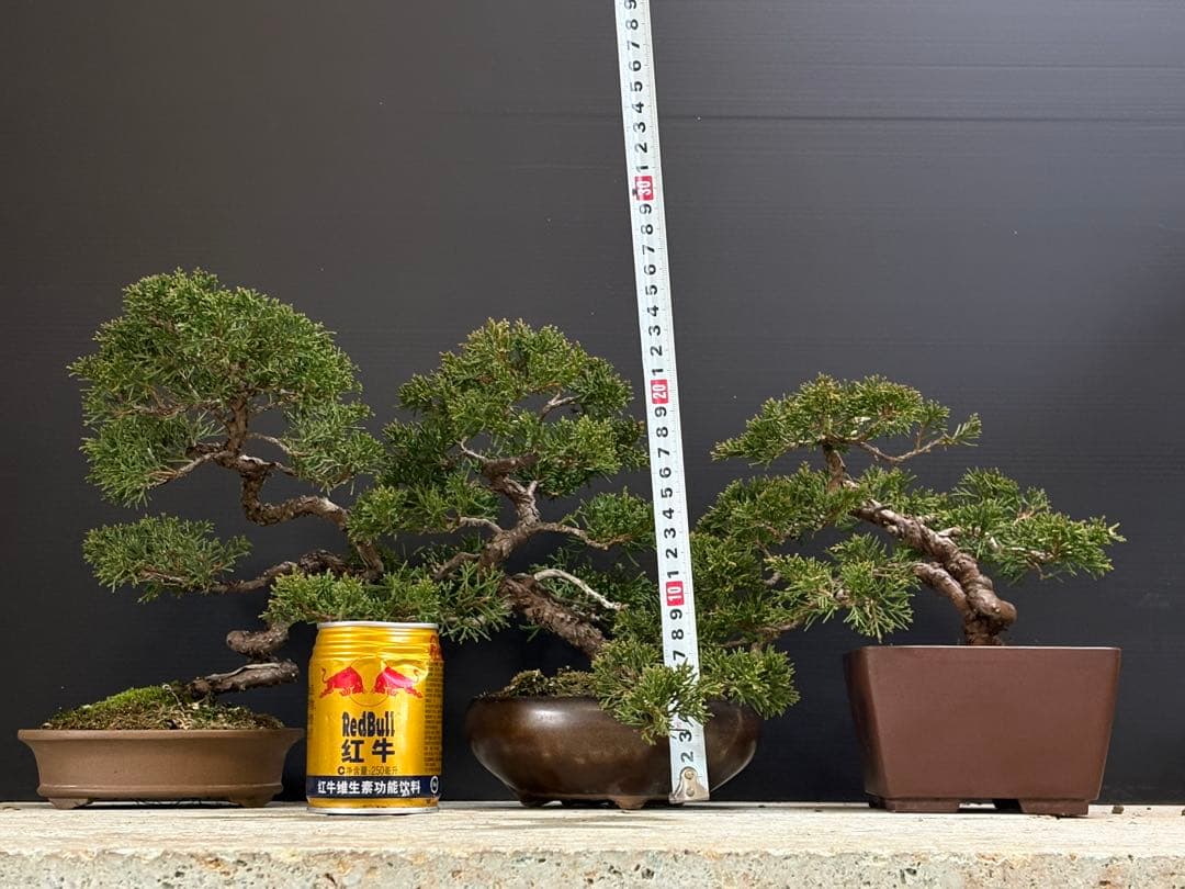 ブ*グ様 [サービスオークション盆栽]真柏/小品三鉢