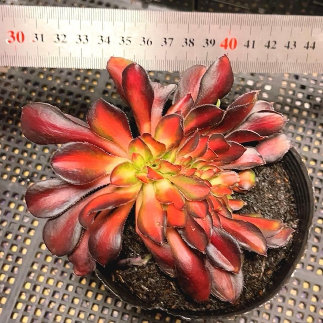 57#多肉植物アエオニウム錦❤️ シャネル 变異夕焼けセッカ ❤️13cm拨き苗