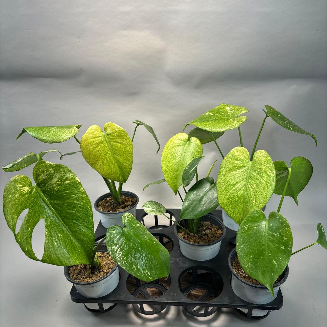 5株セットms116【特別選抜】ホワイトモンスター／天津蘭 モンステラ