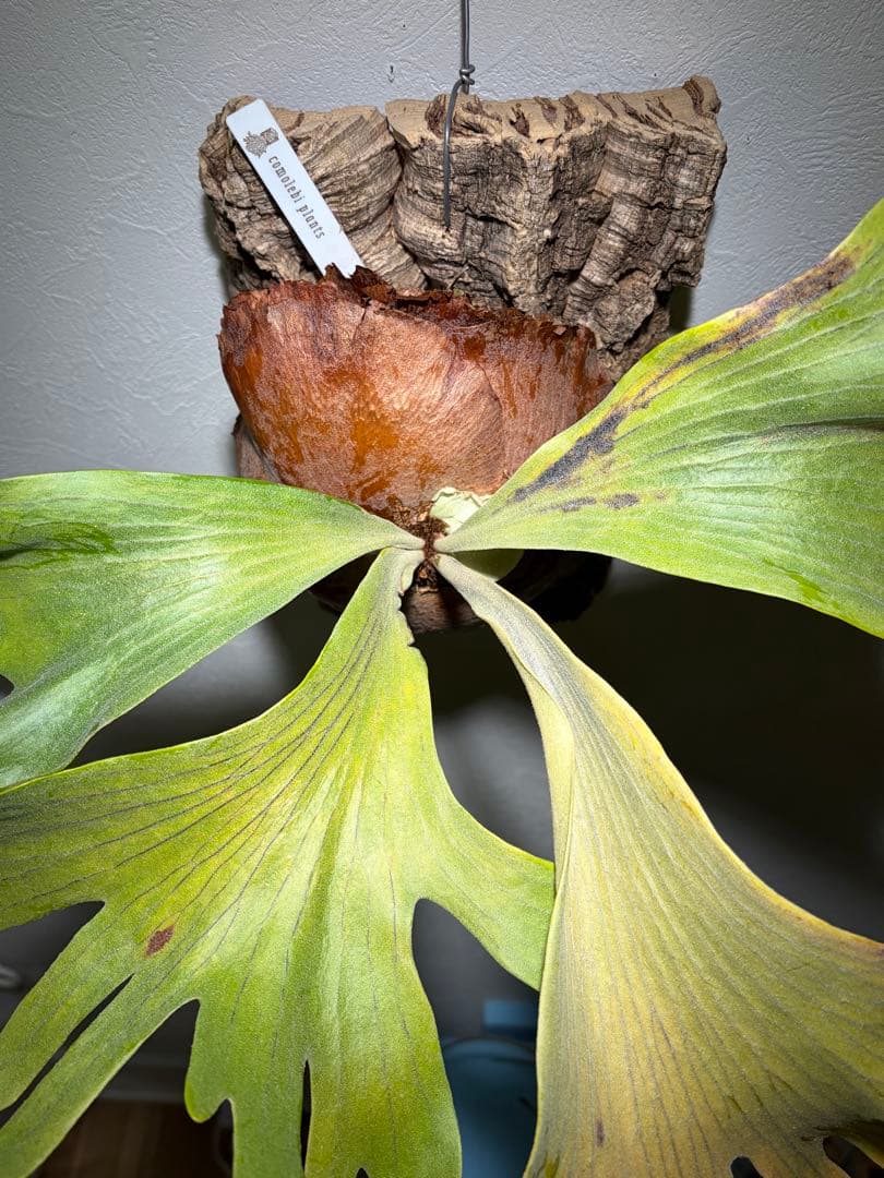 P.FSQ-T コモレビプランツ　ビカクシダ　タグ付き　難あり