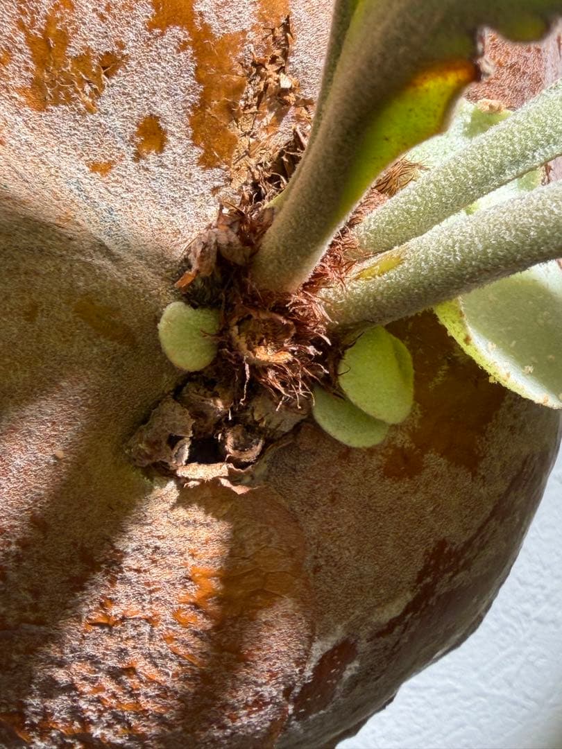 P.FSQ-T コモレビプランツ　ビカクシダ　タグ付き　難あり